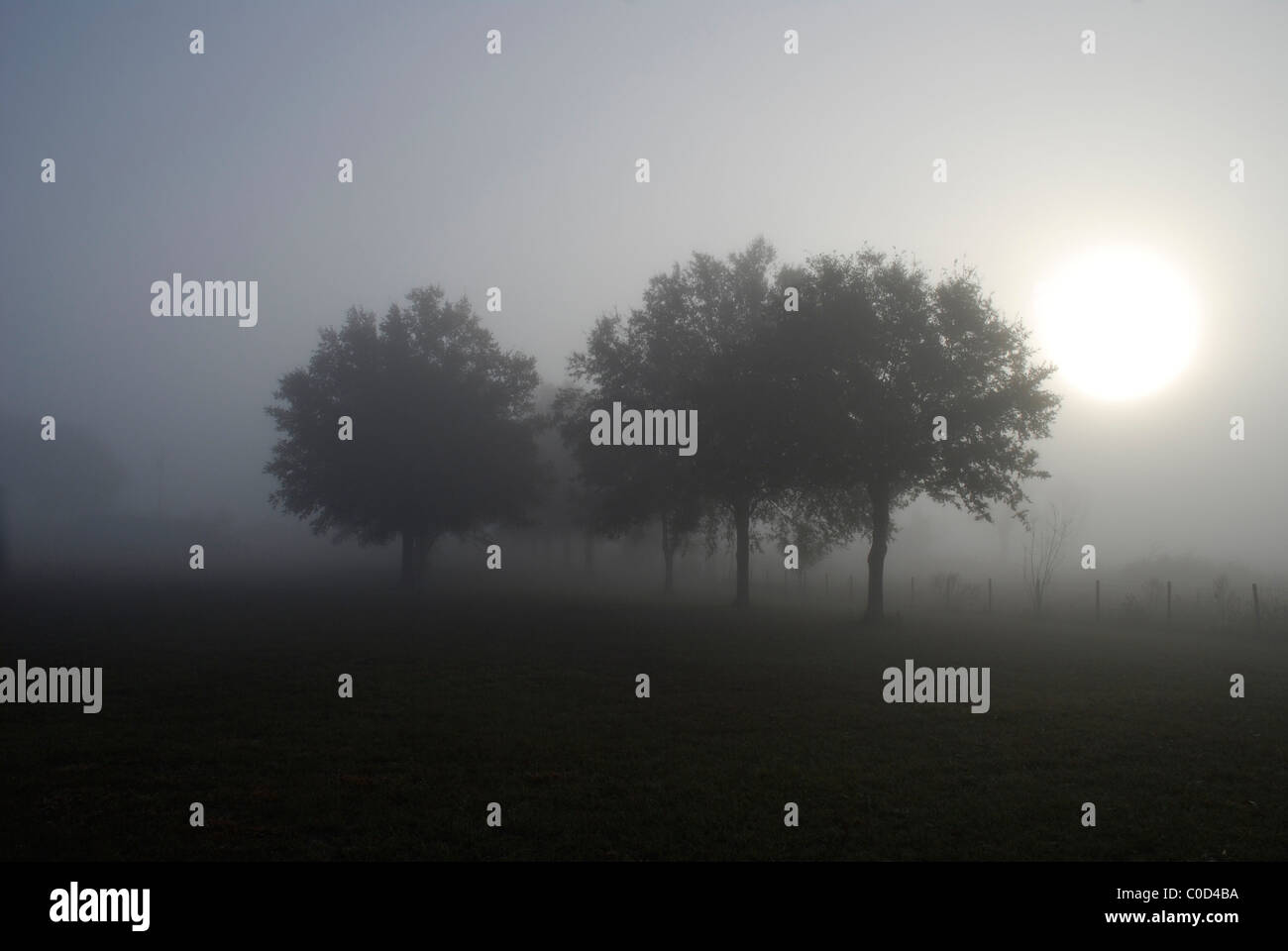 Brouillard tôt le matin sur un paysage rural, au nord de la Floride. Banque D'Images Brouillard tôt le matin sur un paysage rural, au nord de la Floride. Banque D'Images