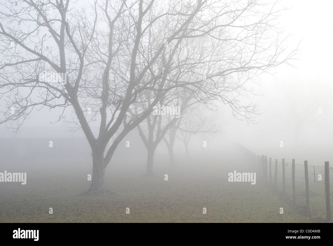 Brouillard tôt le matin sur un paysage rural, au nord de la Floride. Banque D'Images Brouillard tôt le matin sur un paysage rural, au nord de la Floride. Banque D'Images