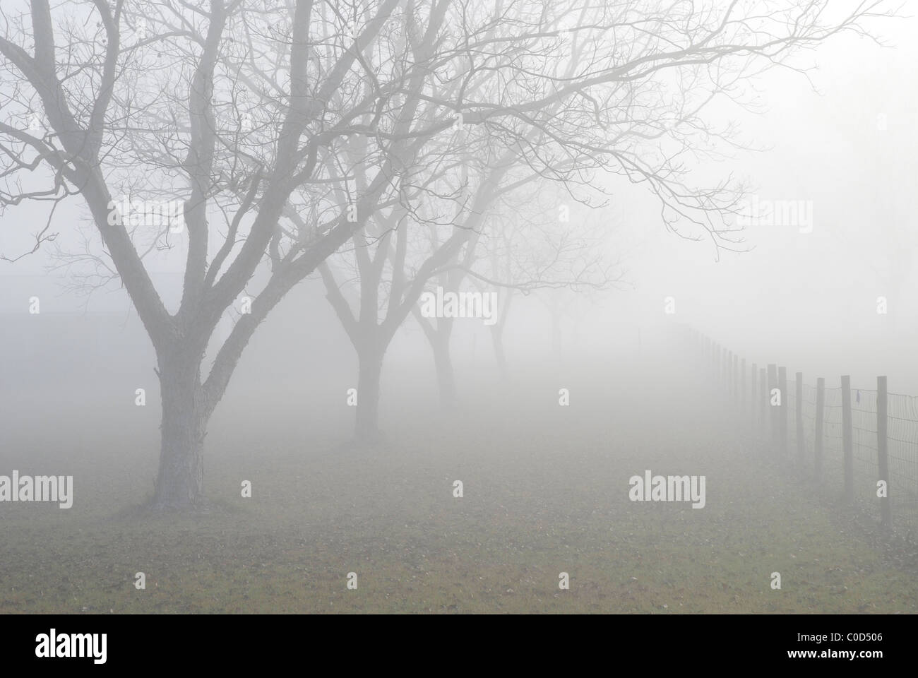 Brouillard tôt le matin sur un paysage rural, au nord de la Floride. Banque D'Images Brouillard tôt le matin sur un paysage rural, au nord de la Floride. Banque D'Images