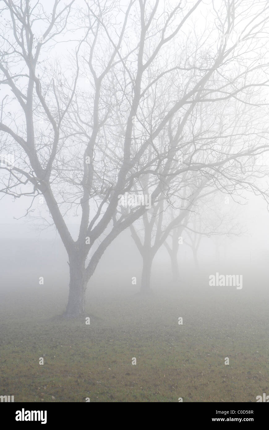 Brouillard tôt le matin sur un paysage rural, au nord de la Floride. Banque D'Images Brouillard tôt le matin sur un paysage rural, au nord de la Floride. Banque D'Images