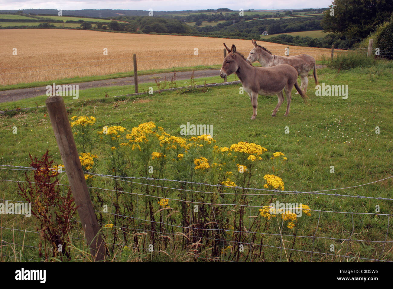 (Senecio jacobaea séneçon commun : Asteraceae) dans un champ avec des ânes, UK Banque D'Images