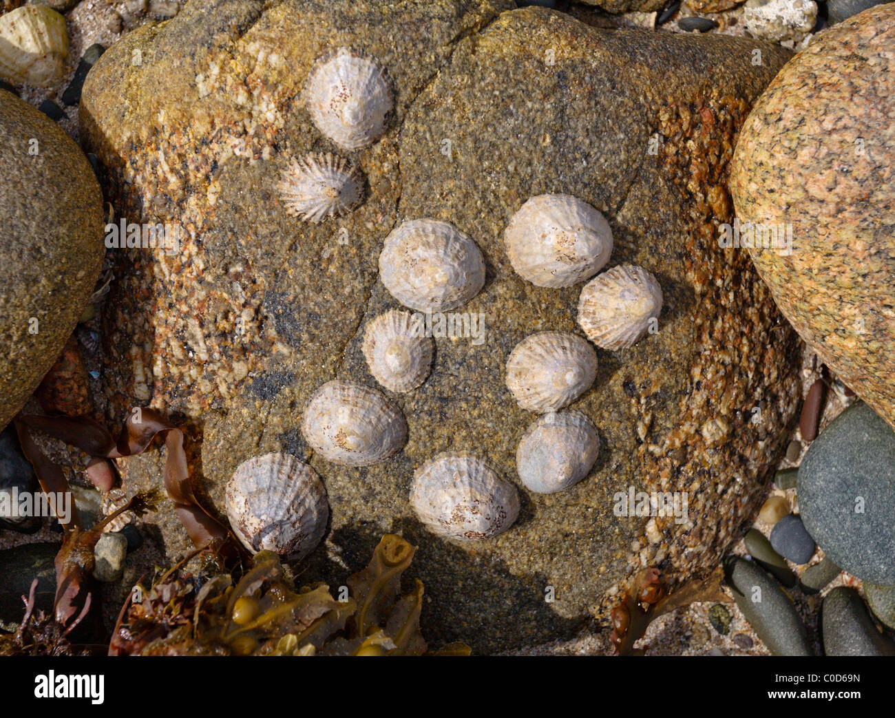 Les patelles sur un rocher Isles of Scilly Banque D'Images