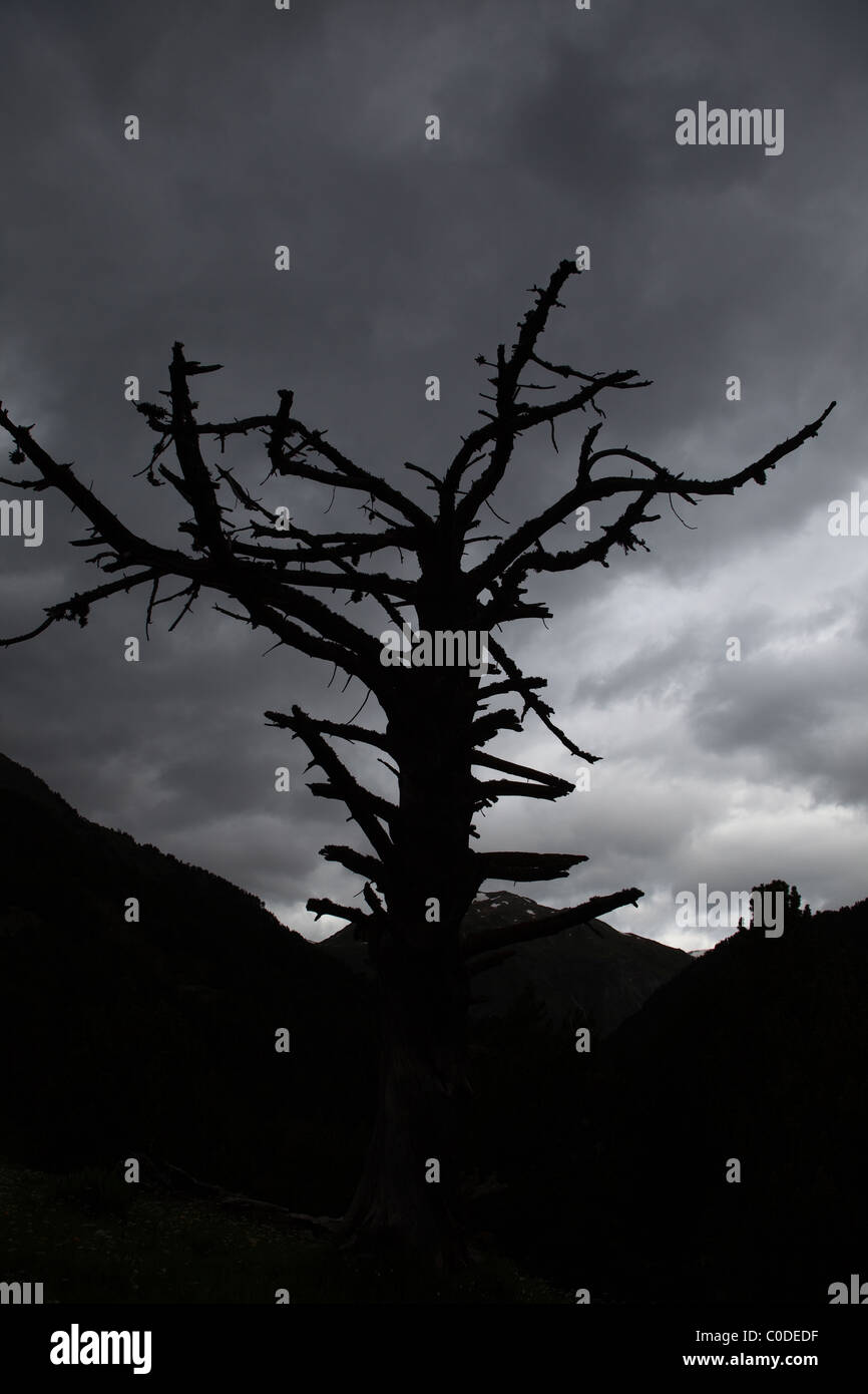 Silhouette d'un arbre mort, Pyrénées françaises Banque D'Images