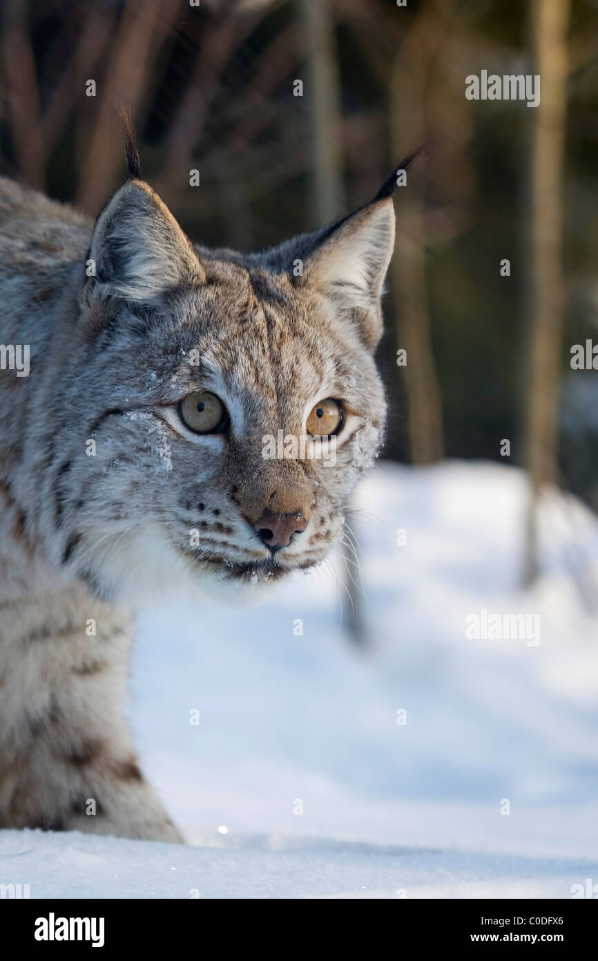 Le Lynx eurasien (lynx lynx) portrait dans la neige en Norvège prises dans des conditions contrôlées Banque D'Images