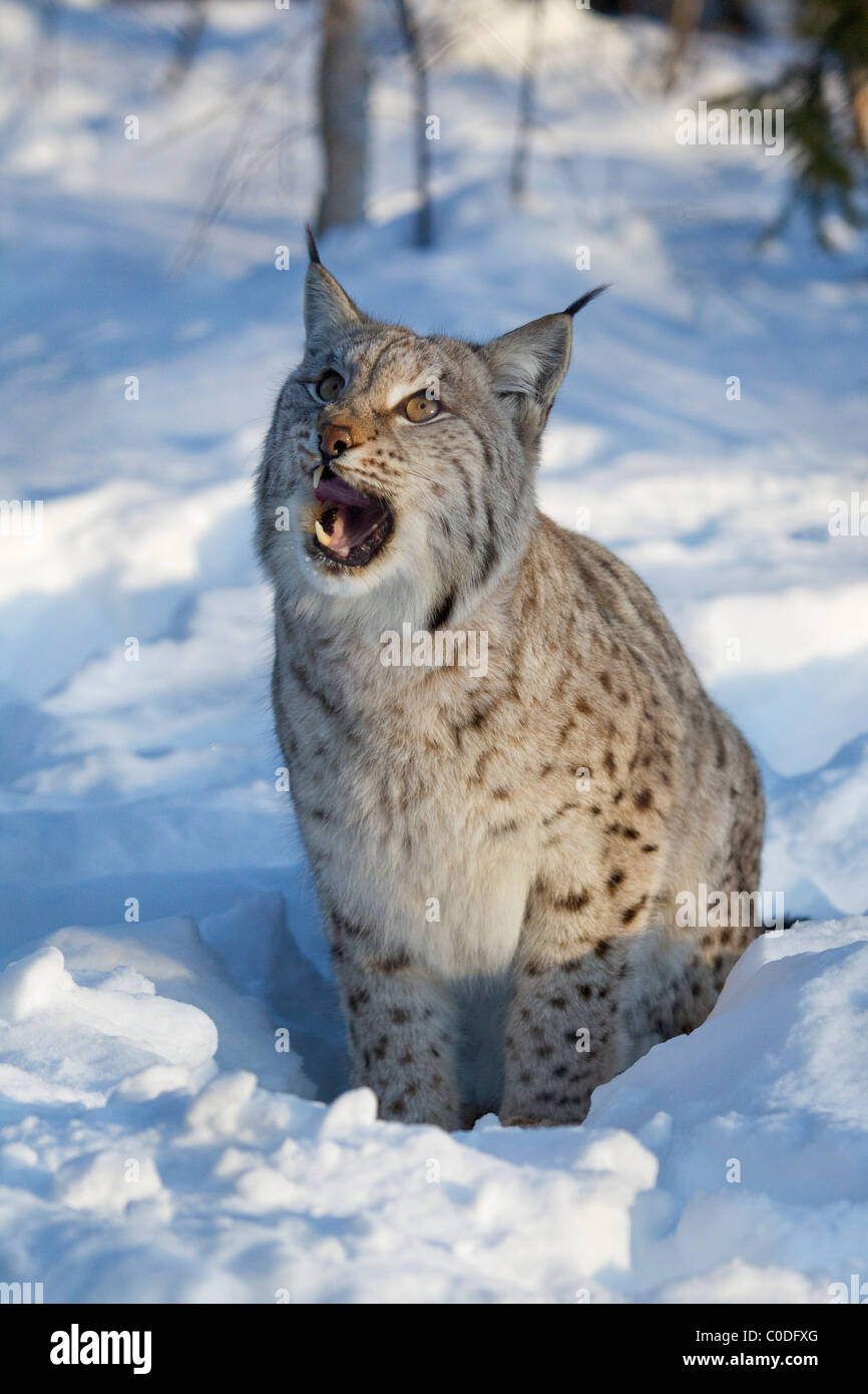 Le Lynx eurasien (lynx lynx) dans la neige en Norvège prises dans des conditions contrôlées Banque D'Images