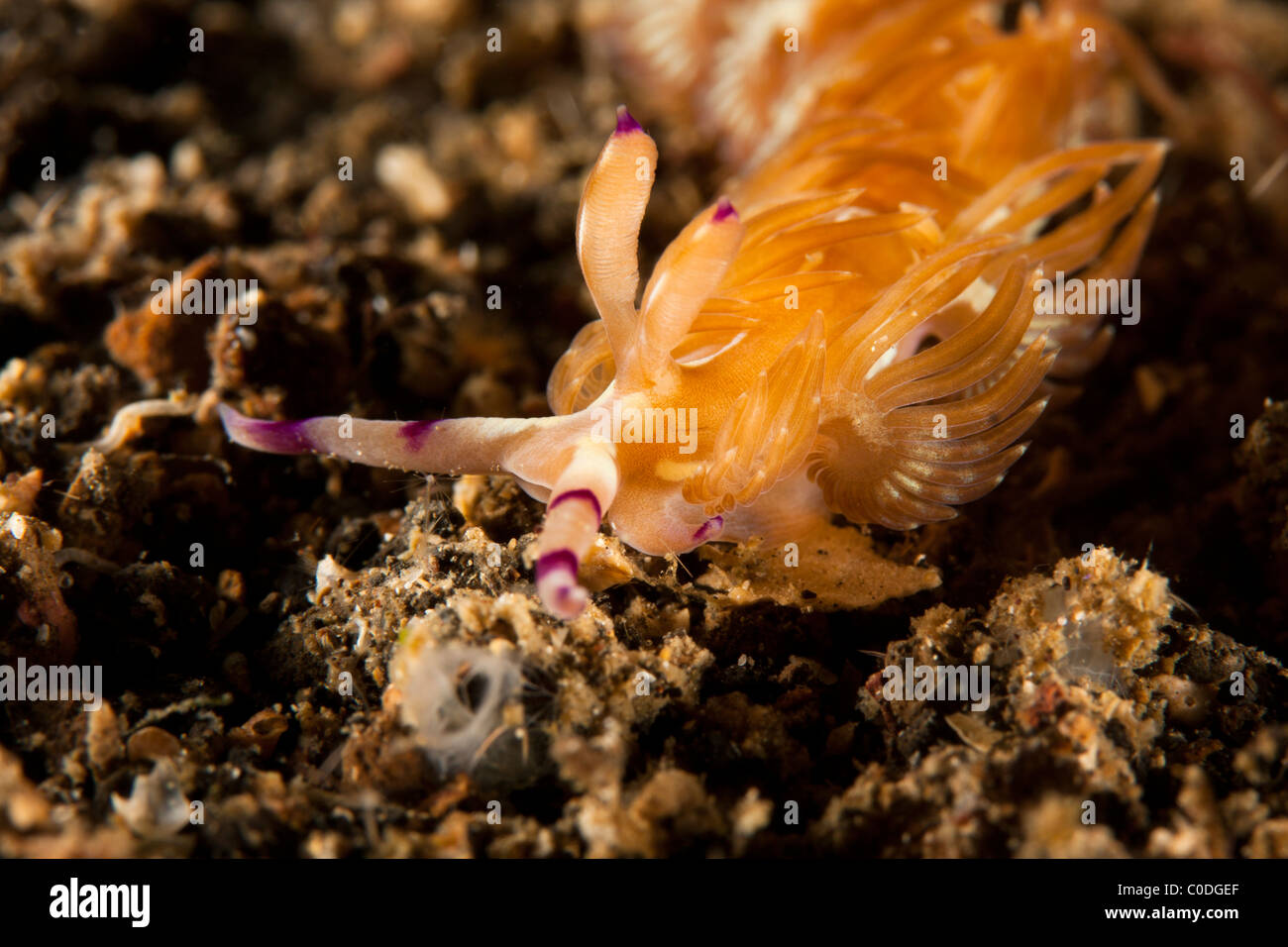 Nudibranche Dragon bleu (Pteraeolidia lanthina) Banque D'Images