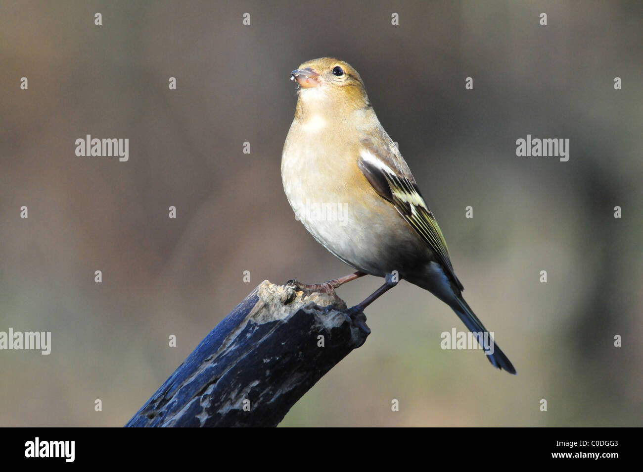 Chaffinch femelle Banque D'Images