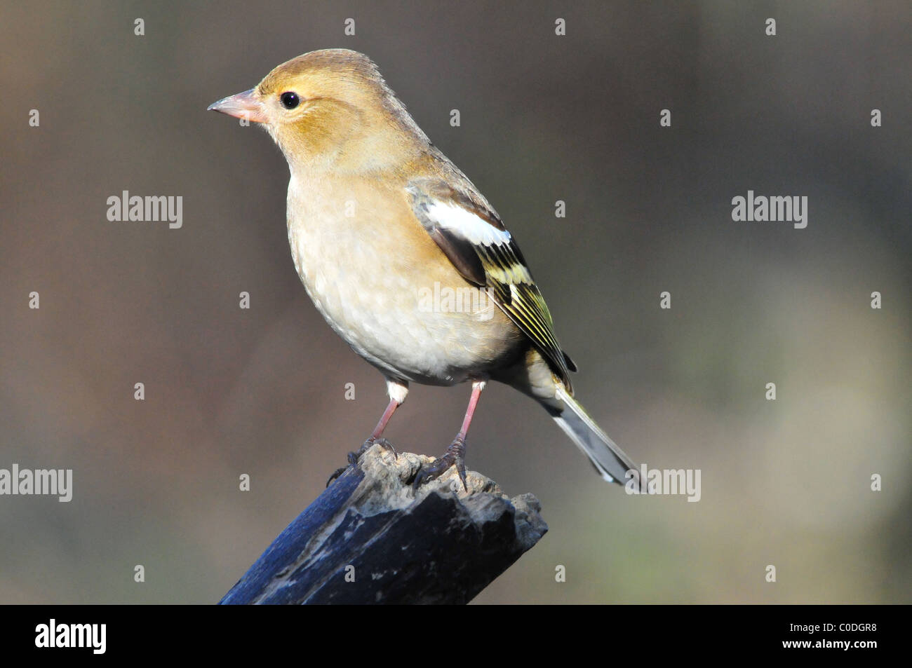 Chaffinch femelle Banque D'Images