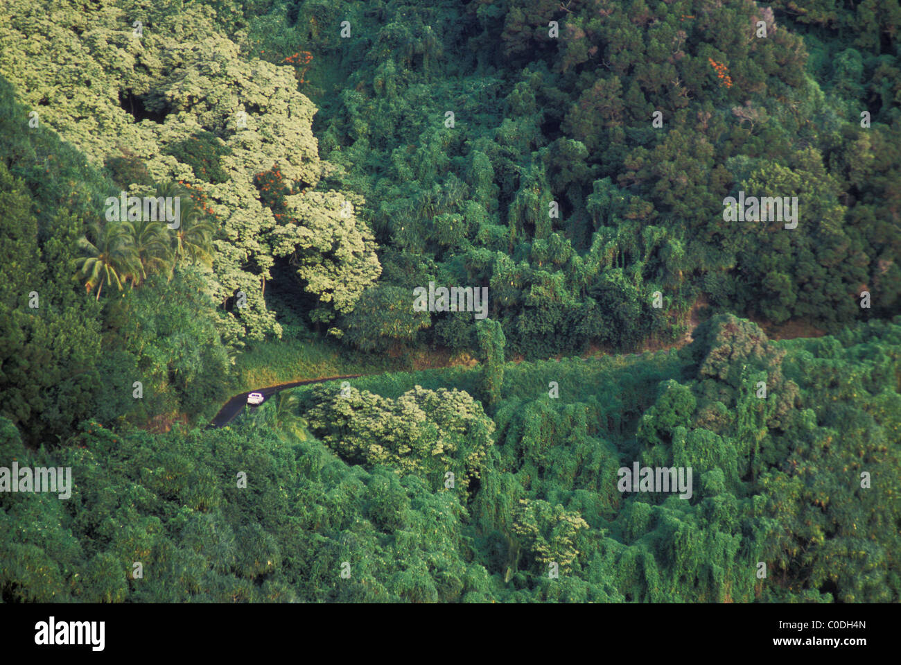 Hana Highway et la forêt tropicale ; Hana coast, Maui, Hawaii. Banque D'Images