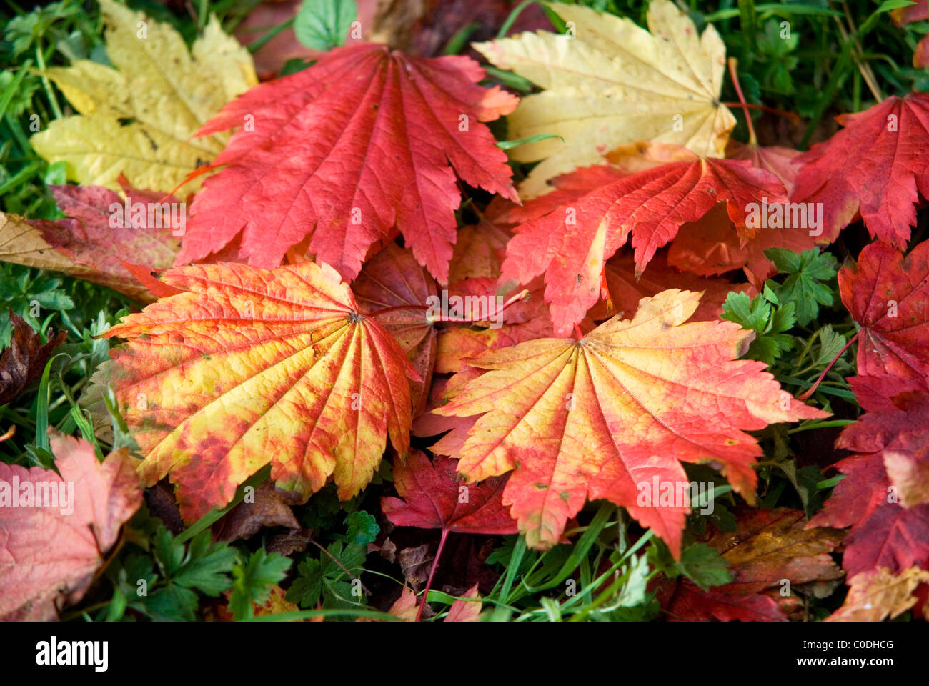 ACER JAPONICUM VITIFOLIUM laisse tombé Banque D'Images