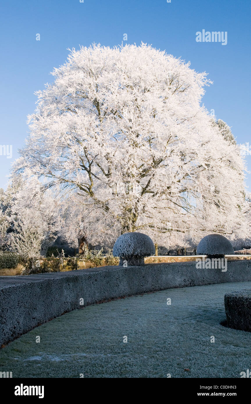 FAGUS SYLVATICA ET Buxus sempervirens AVEC GIVRE Banque D'Images