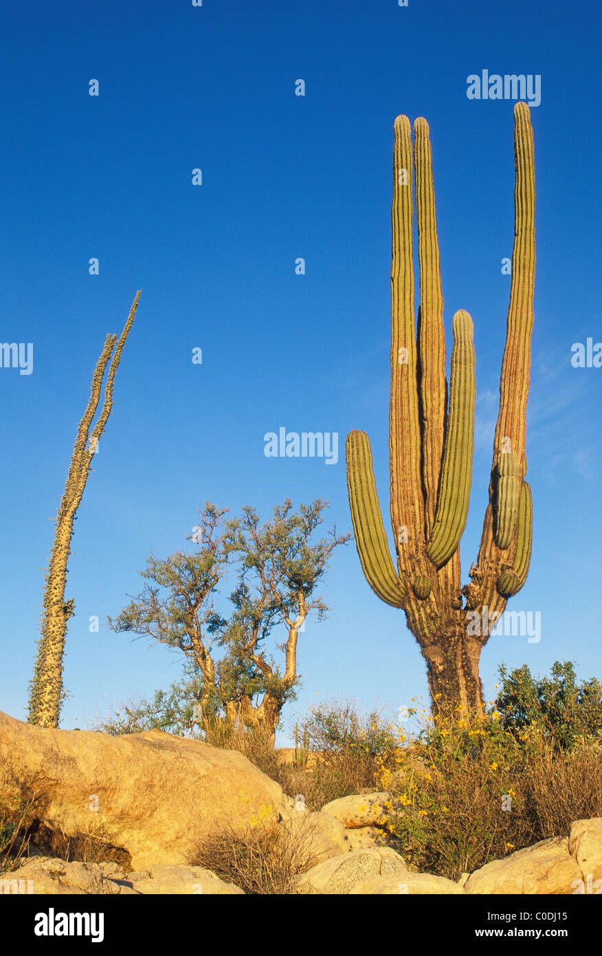 Boojum, l'éléphant et l'arbre cactus cardon ; Parc Naturel de Desierto Central, désert Catavina, Baja California, Mexique. Banque D'Images
