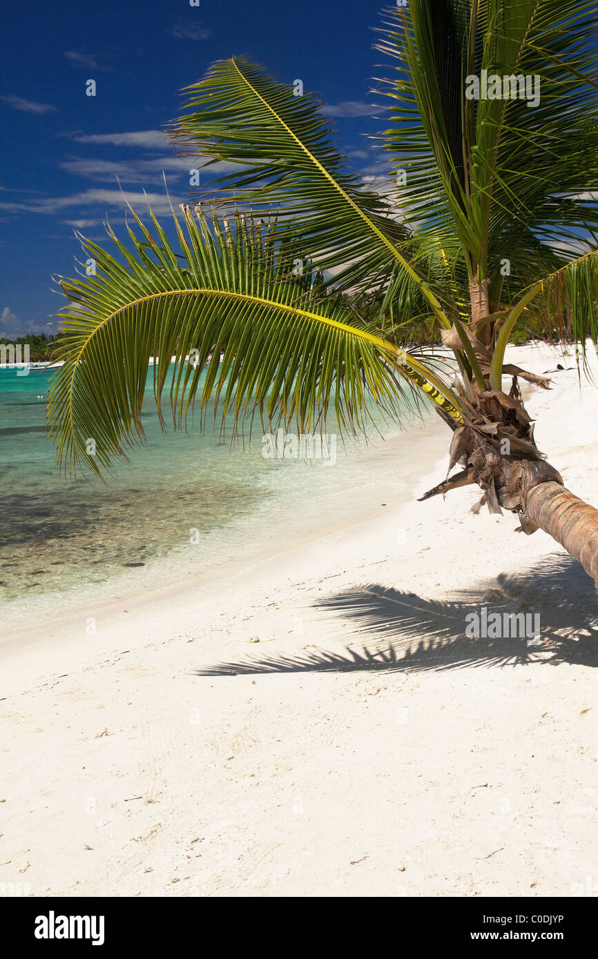 Cocotier sur la mer des Caraïbes, la République Dominicaine Banque D'Images