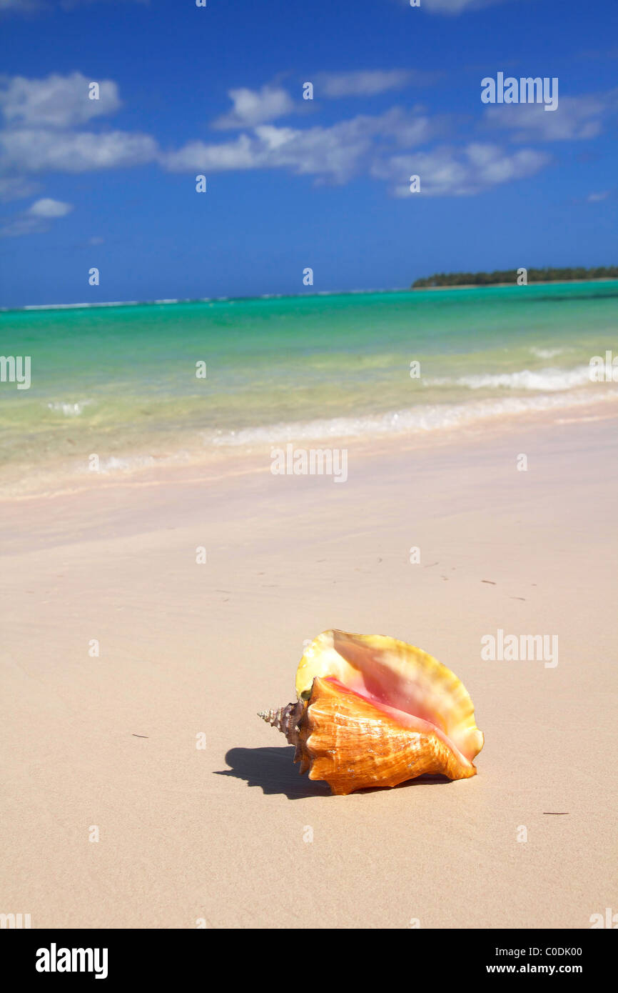 Coquillage sur la mer des caraïbes, closeup Banque D'Images