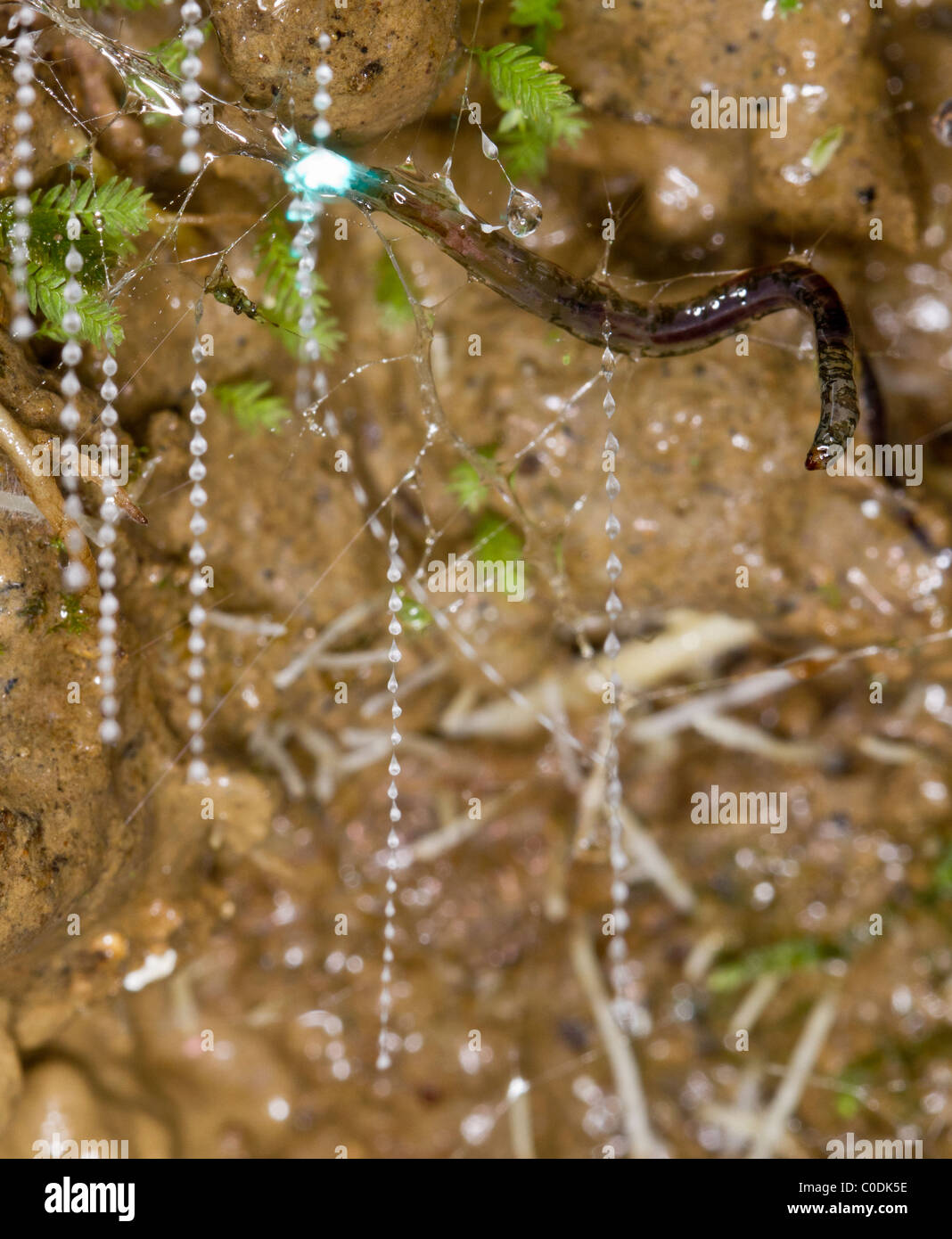 La nouvelle zelande ver luisant (Arachnocampa luminosa), larves de la luminescence, terreaux de caisse claire avec ses fils de soie collante. Banque D'Images