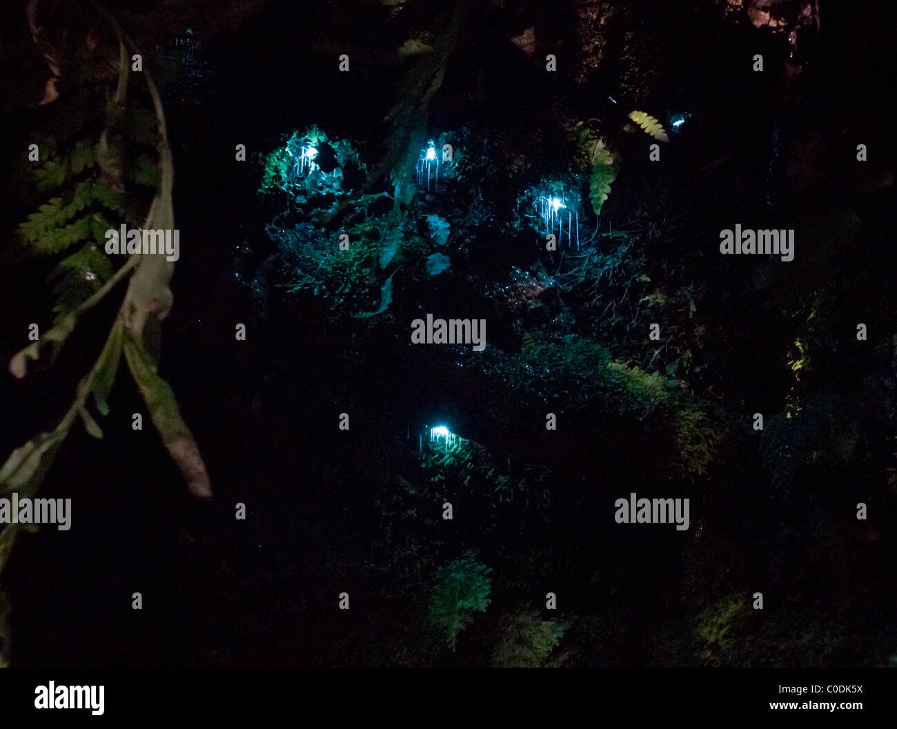 La nouvelle zelande glow-worms (Arachnocampa luminosa), larves luminescentes du champignon gnat, avec son filet de fils de soie collante. Banque D'Images