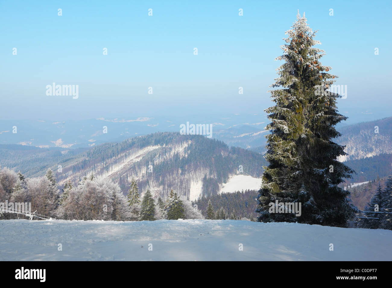 Arbre de Noël dans la neige au soleil Banque D'Images