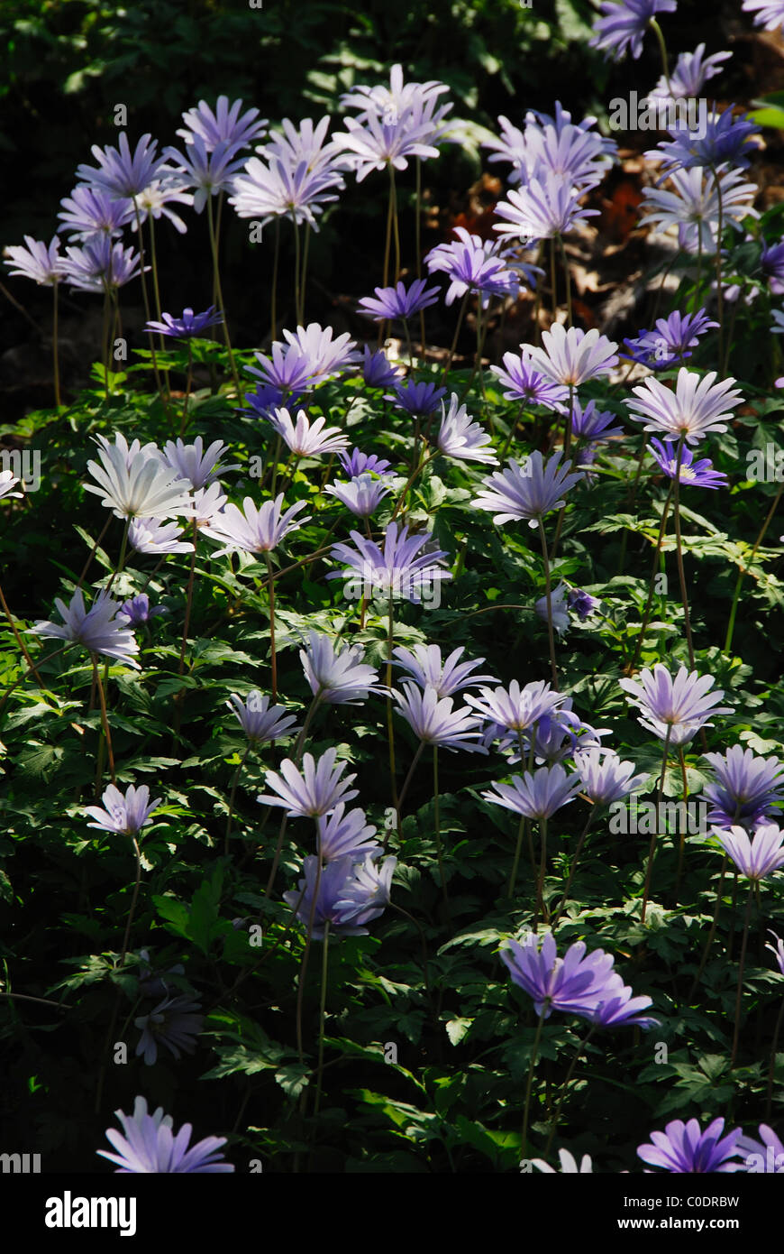 La floraison des anémones dans les bois au printemps. Gloucestershire Banque D'Images
