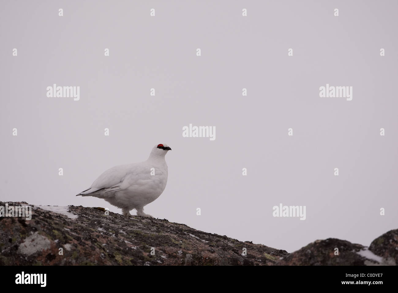 Plumage d'hiver Lagopède mâle debout sur un rocher près d'Aviemore dans le Parc National de Cairngorms, en Écosse Banque D'Images