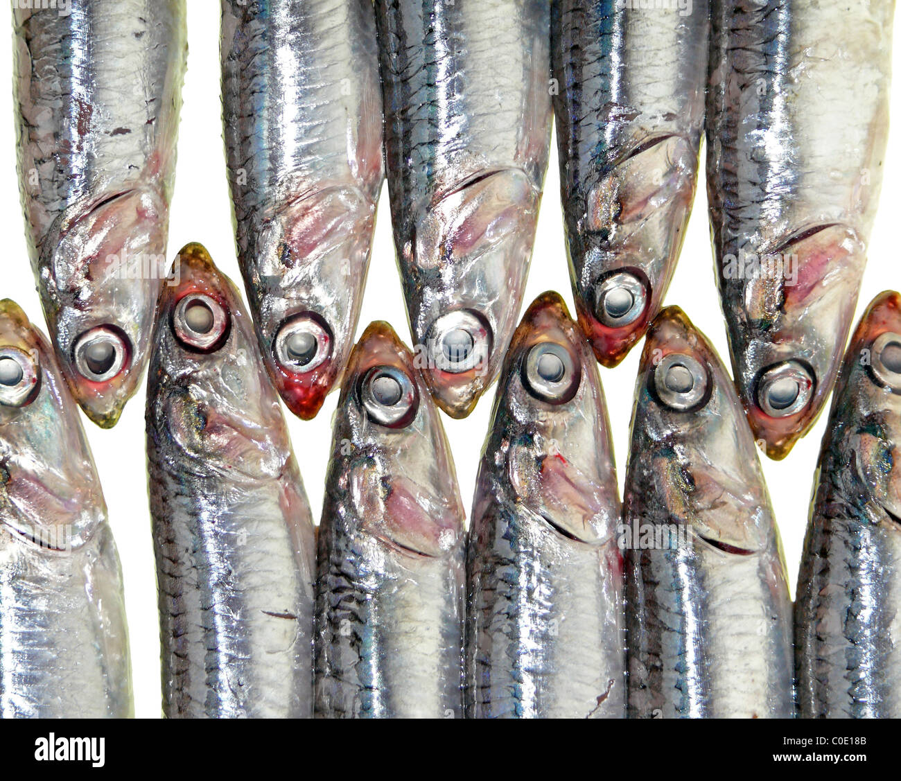 sardine poissons Banque D'Images
