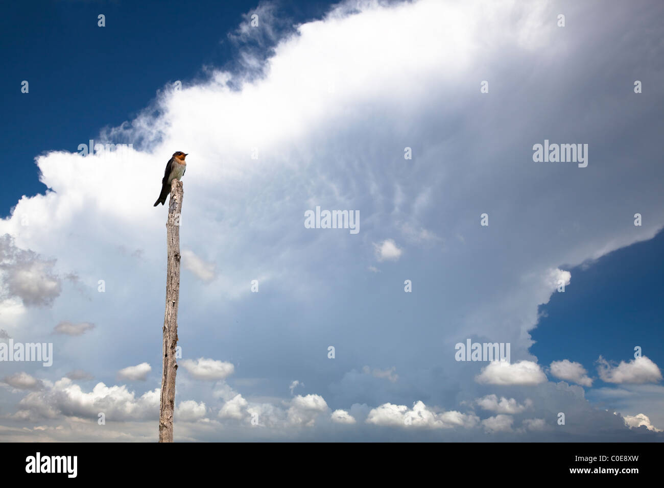 Oiseau avec summer storm cloud Banque D'Images