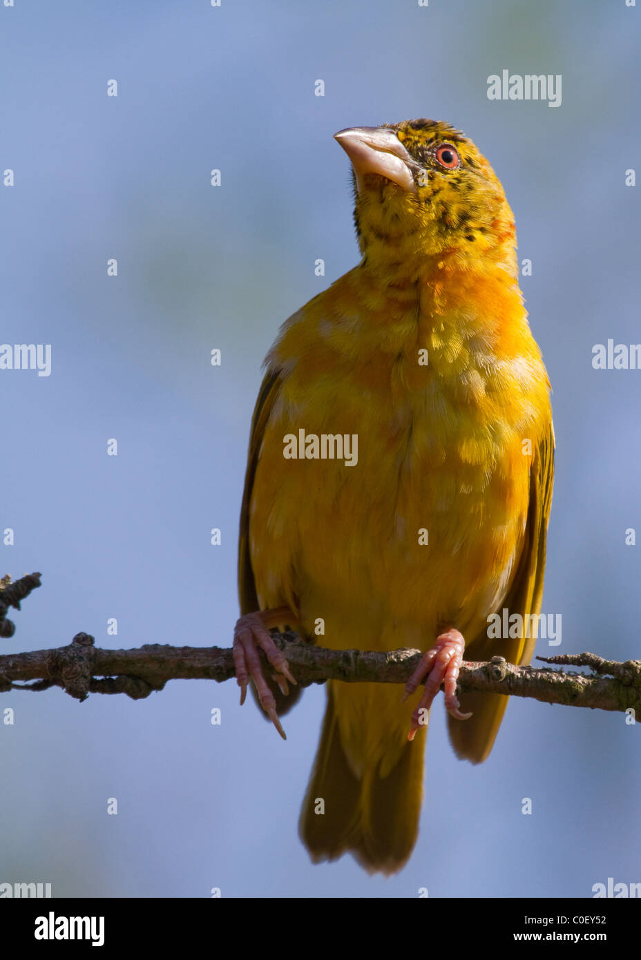 Village Weaver (Ploceus cucullatus) Gros plan sur une branche Banque D'Images