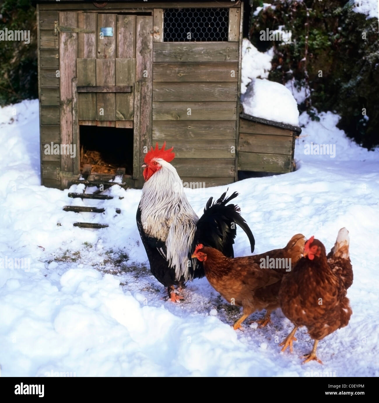 Coq coq poule deux poules rayant le sol à l'extérieur d'un hangar de volaille en bois dans la neige d'hiver à Carmarthenshire pays de Galles Royaume-Uni KATHY DEWITT Banque D'Images