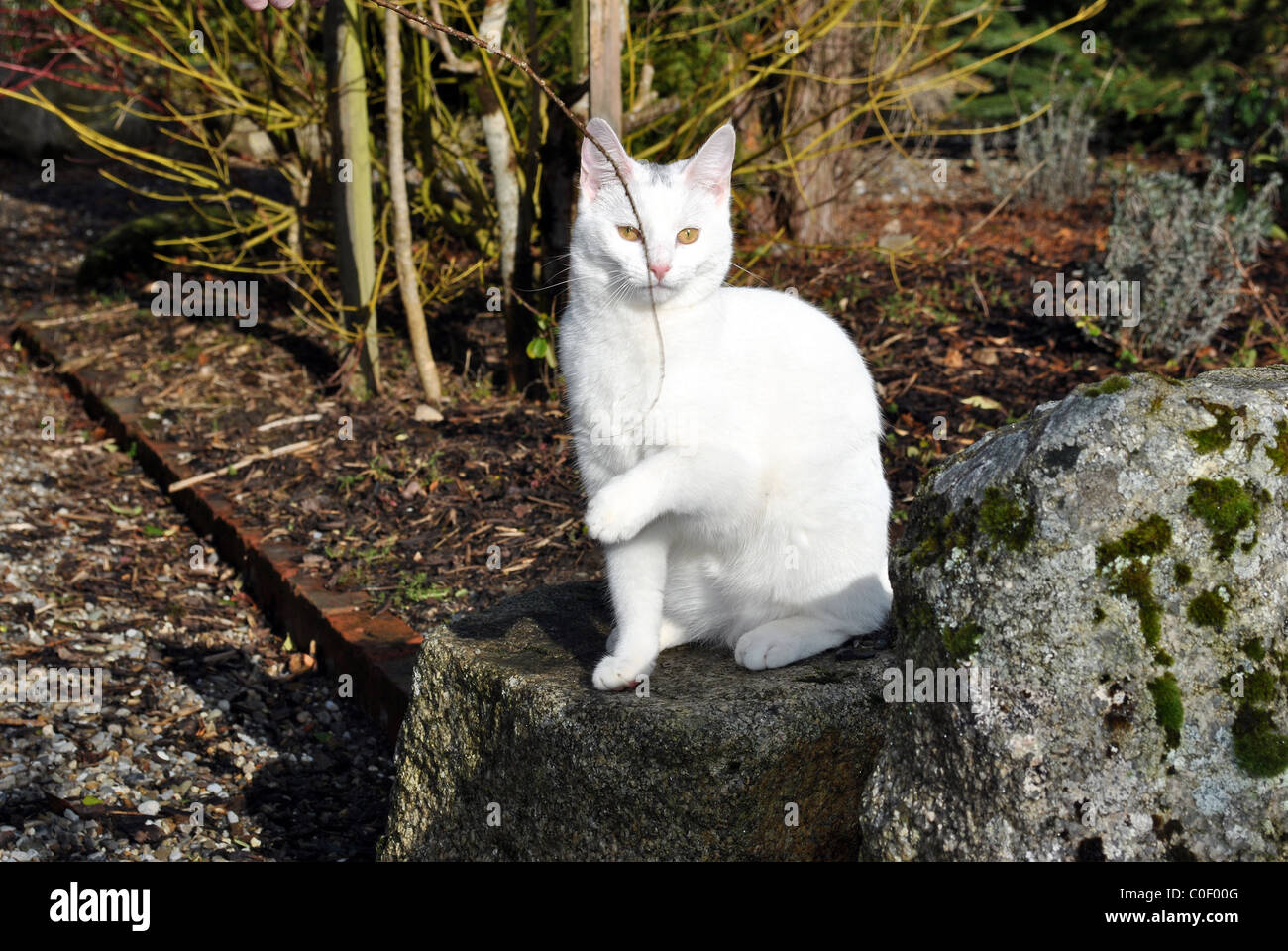 Beau chaton blanc Banque D'Images