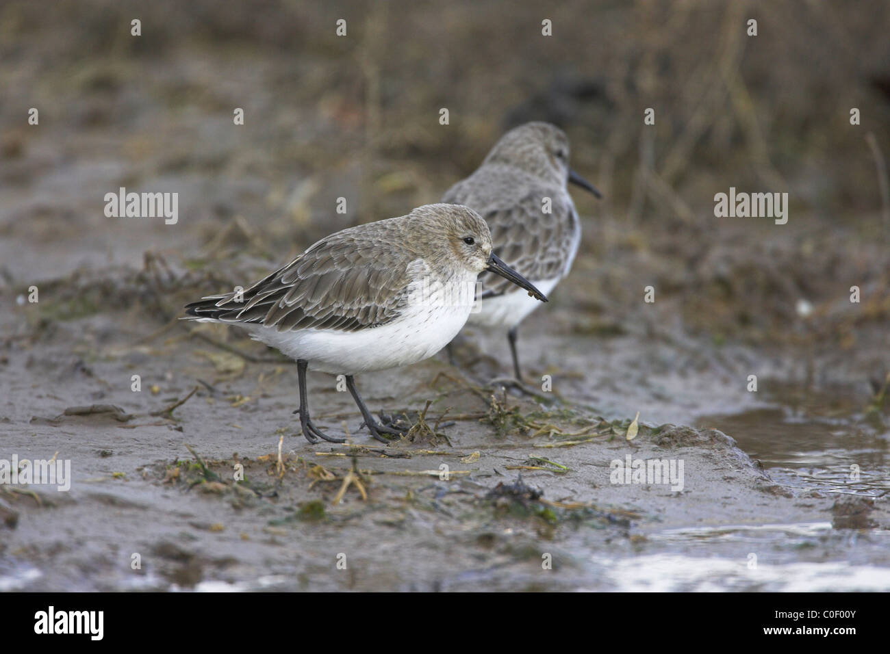 Le bécasseau variable Calidris alpina le long des rives de l'estuaire de nourriture à Burnham Overy Staithe, Norfolk, en décembre. Banque D'Images