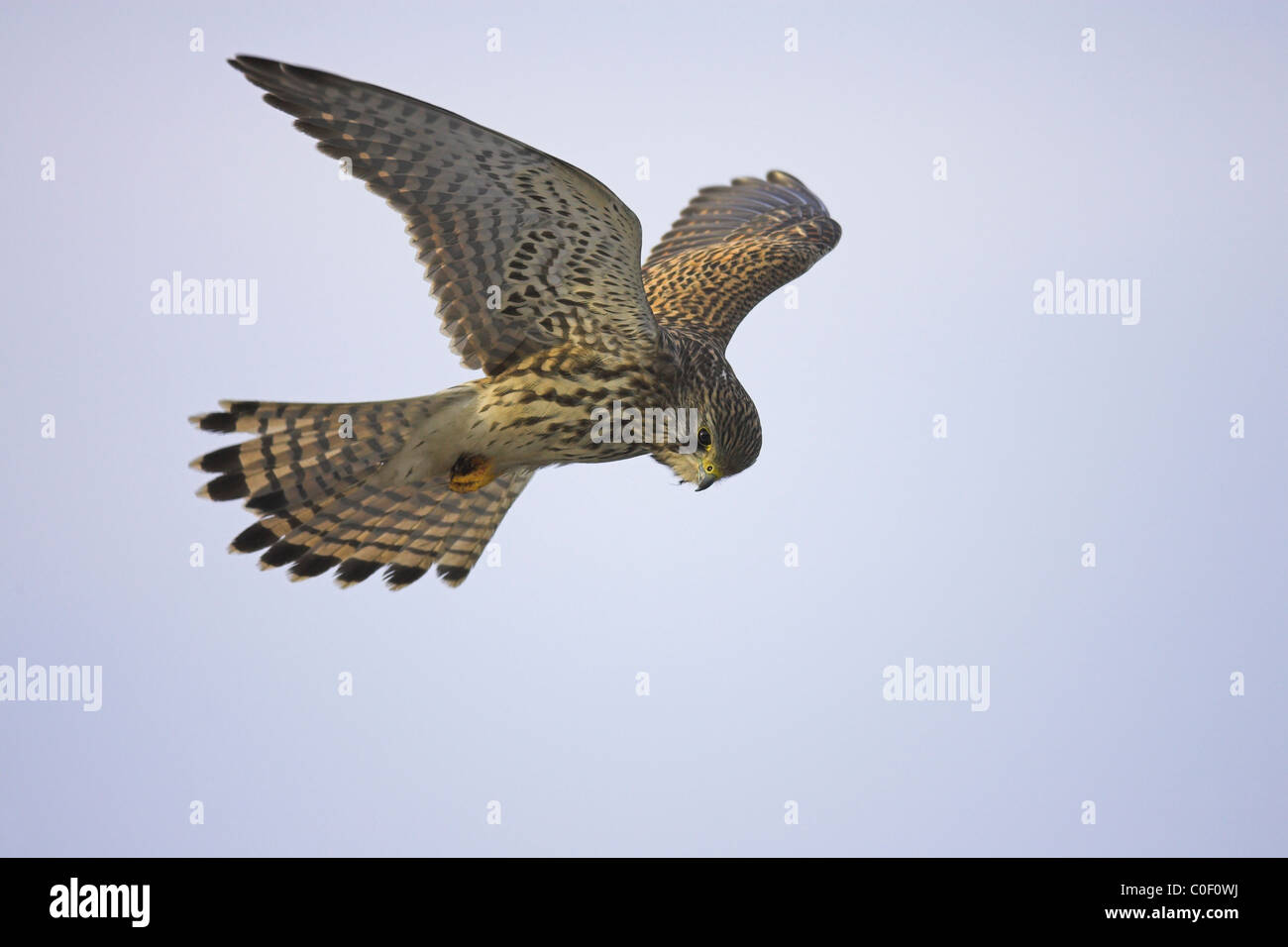 Faucon crécerelle Falco tinnunculus femme planant à Welney, Norfolk, en novembre. Banque D'Images