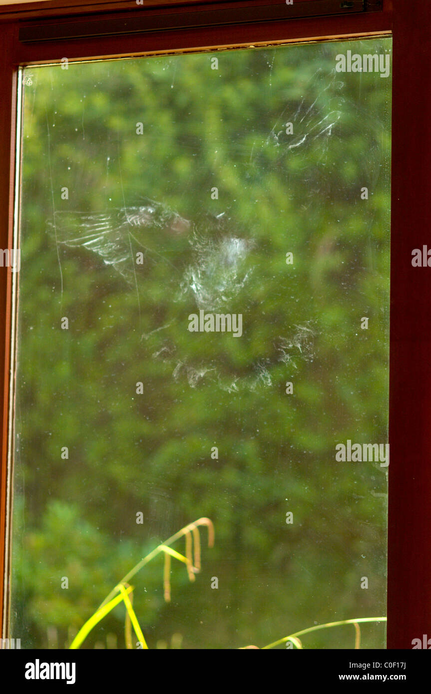 Mentions légales de la poussière sur les ailes d'un ramier Columba palumbus] [à gauche sur la fenêtre en verre Banque D'Images