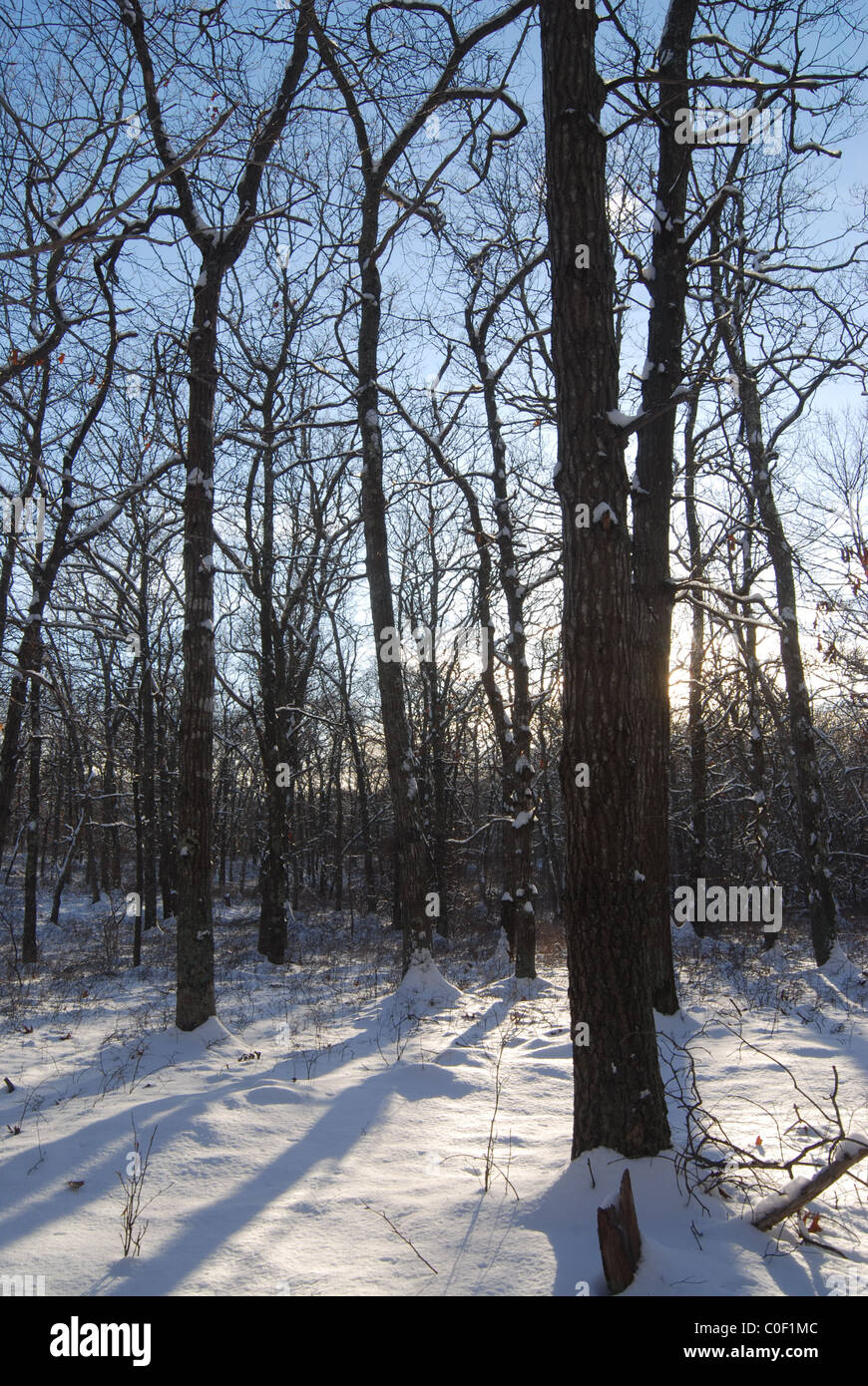 Paysage couvert de neige s'étendait à l'ombre des arbres. [Partie 2] Coucher du soleil (le point de vue de l'intérieur de la forêt) Banque D'Images