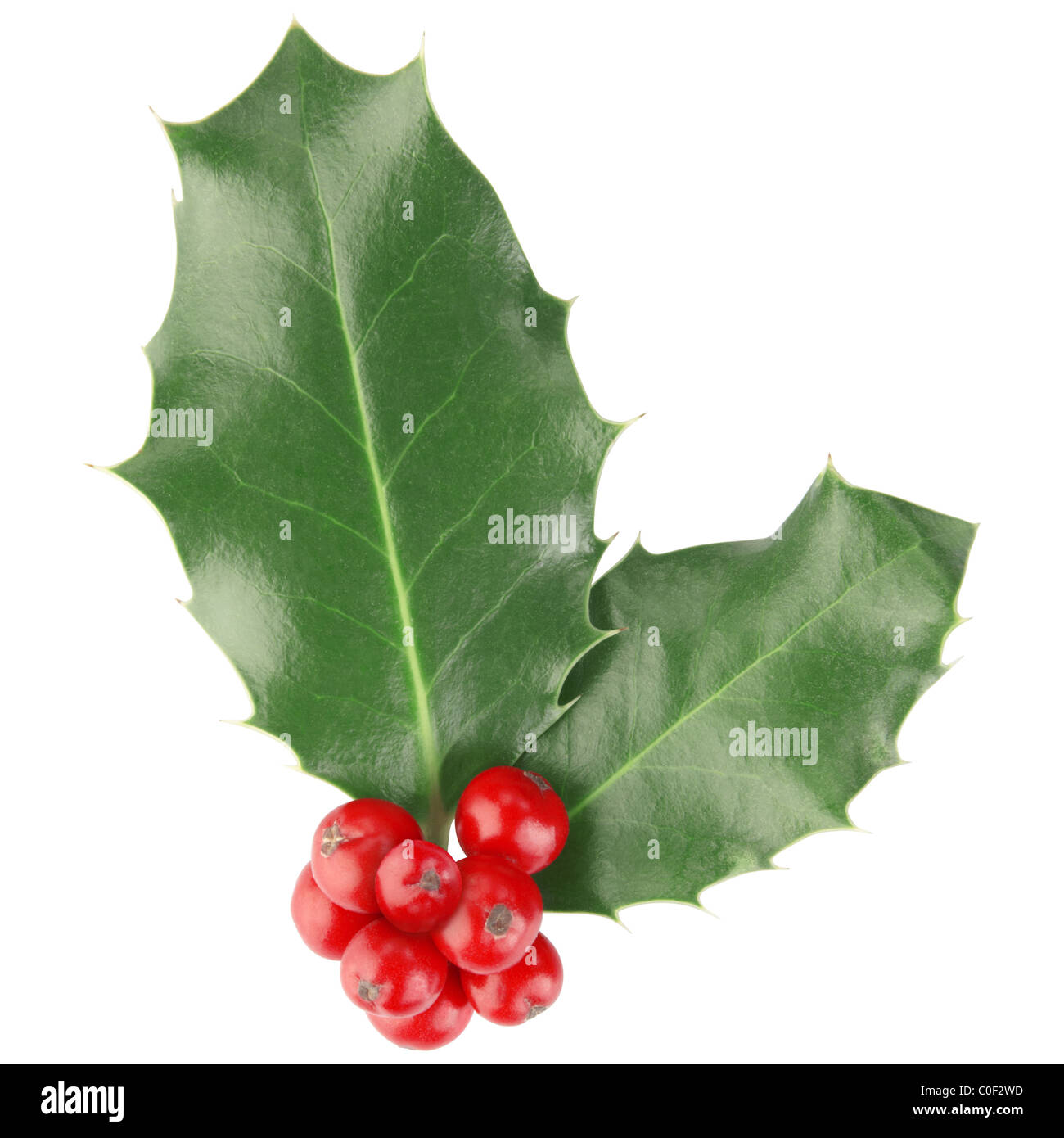 Holly isolated on white Banque D'Images