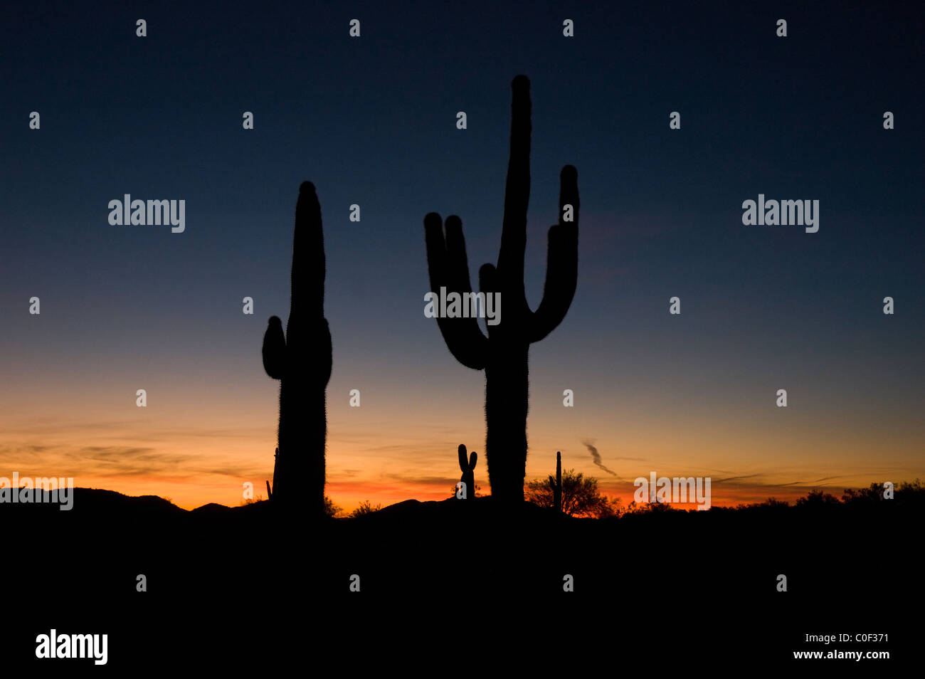 Saguaro cactus silhouetté au coucher du soleil, désert de l'Arizona Banque D'Images