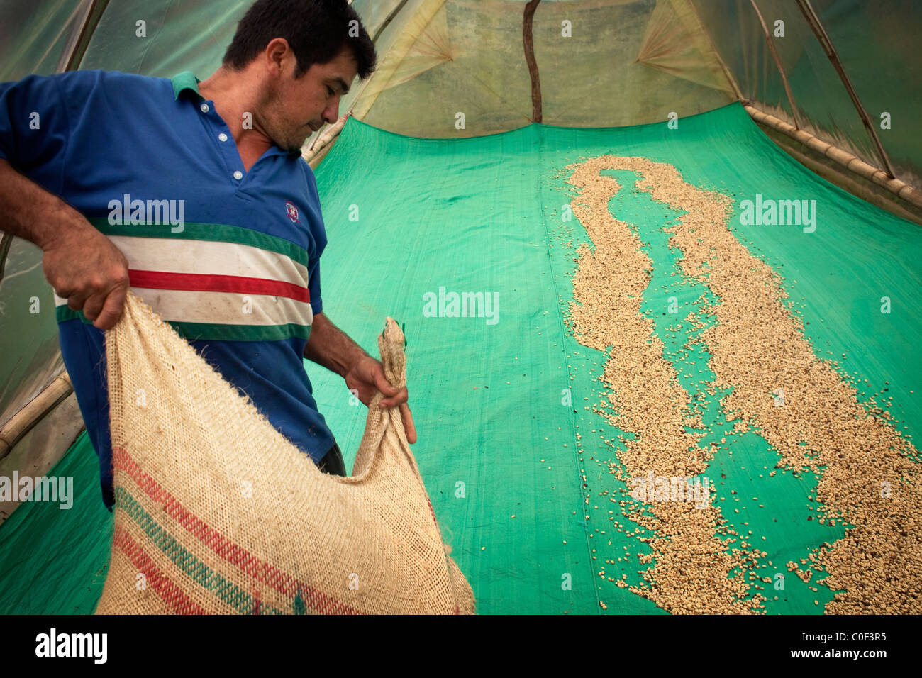 Un travailleur s'étend pour sécher les grains de café près de Socorro, en Colombie. Banque D'Images