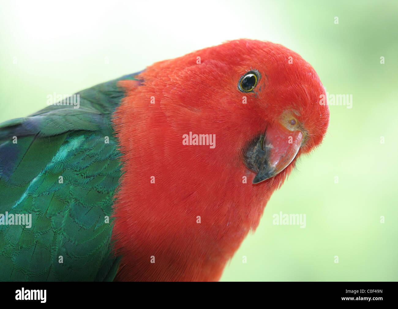 Head shot d'un homme australien King Parrot (Alisterus scapularis). Banque D'Images