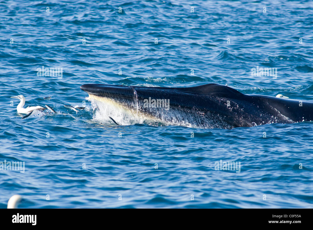 La Baleine de Bryde Balaenoptera edeni, sardines, se nourrissant de Sardinops sagax, sardine run, wildcoast, Afrique du Sud Banque D'Images