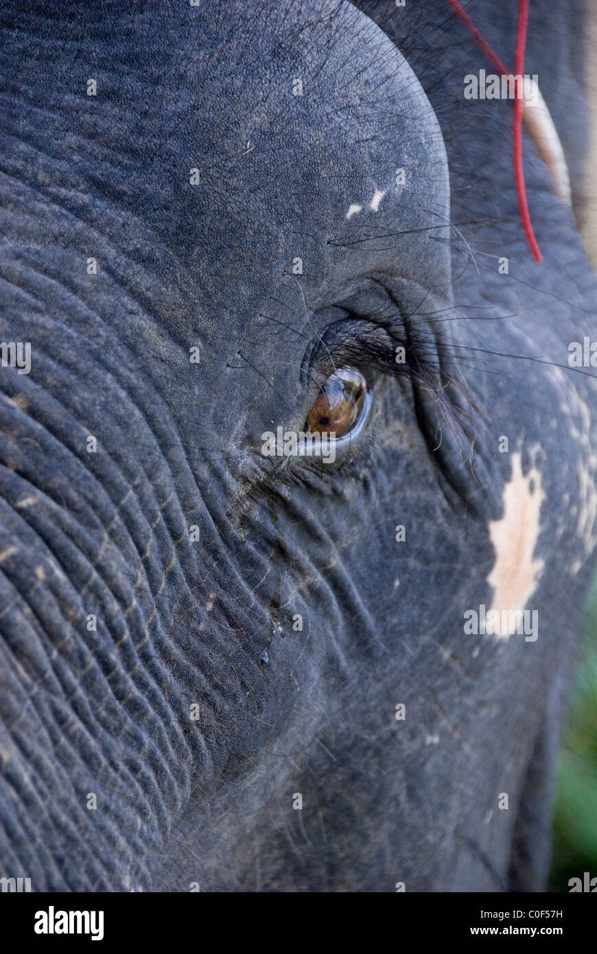 L'Asie de l'agriculture agricole d'attraction asiatique close up close-up détails destination Phuket Phuket personne n'éléphant plantation Banque D'Images