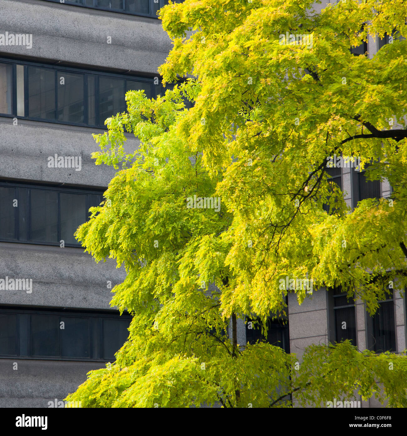 Arbre vert en face d'un bâtiment de béton gris à Londres. Banque D'Images