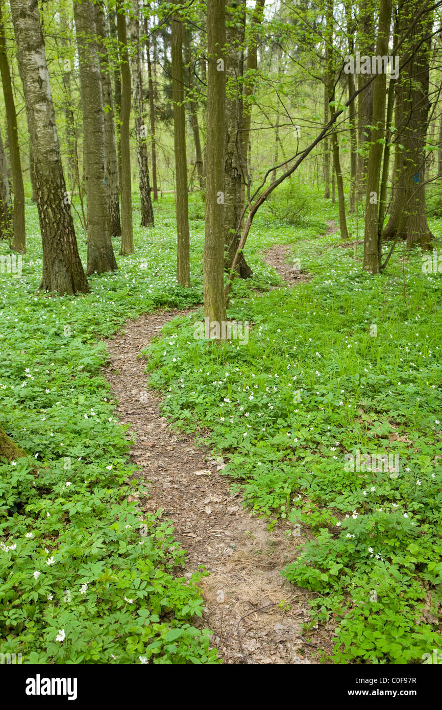 Étroit sentier forestier jusqu'au début du printemps Banque D'Images