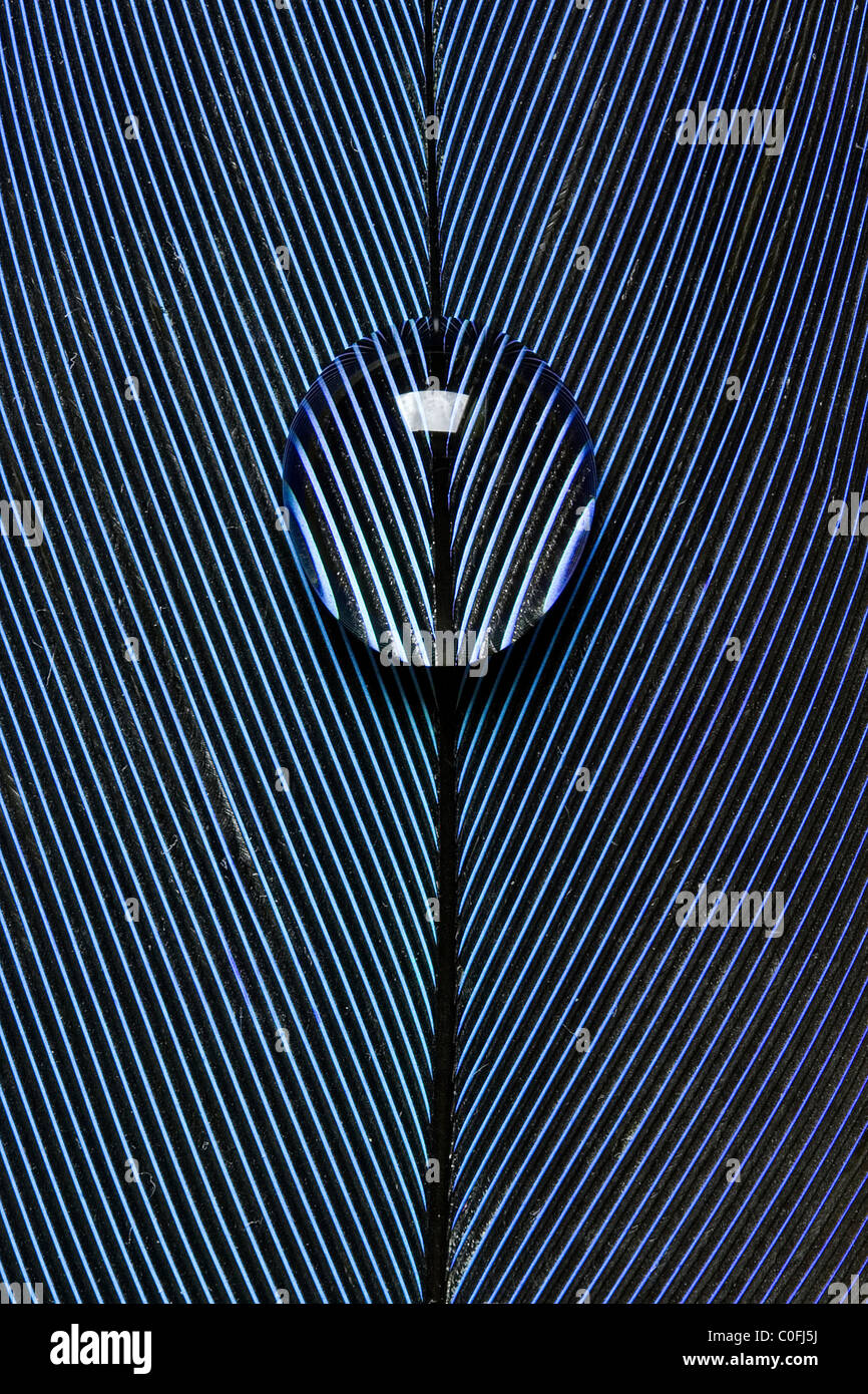 Gros plan d'une plume de perroquet bleu avec une goutte d'eau reposant dessus. Banque D'Images