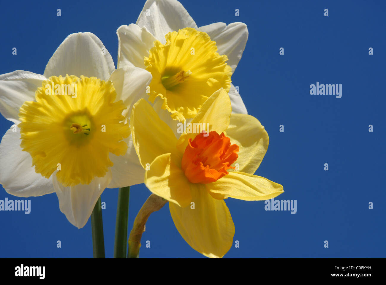 Les jonquilles contre le ciel bleu Banque D'Images