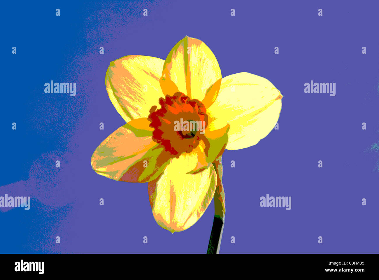 Daffodil (avec un effet spécial, posterized) Banque D'Images