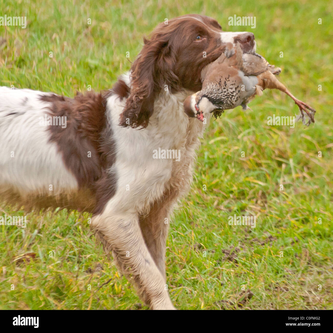 Un Épagneul Springer Anglais, un chien de travail, l'extraction d'un rouge ou en français, sur une perdrix perdrix par shoot jeu Banque D'Images