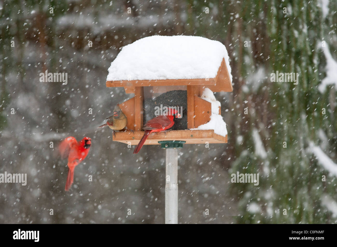 Le Cardinal rouge perché à mangeoire d'hiver Banque D'Images