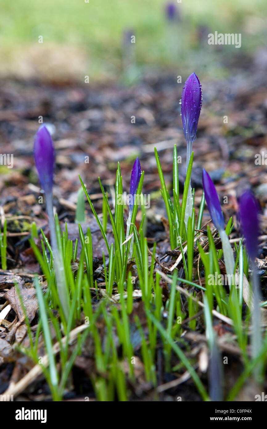 Première du printemps - Crocus Banque D'Images