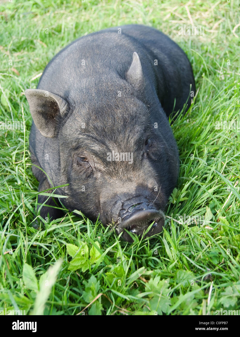 Cochon est sur un pâturage Banque D'Images
