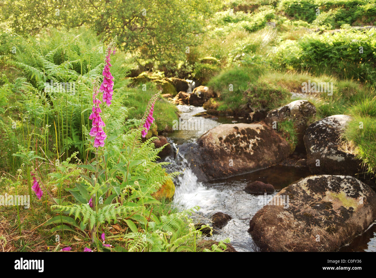 Digitales à côté d'une lande brook avec les rochers de granit à Dartmoor Banque D'Images