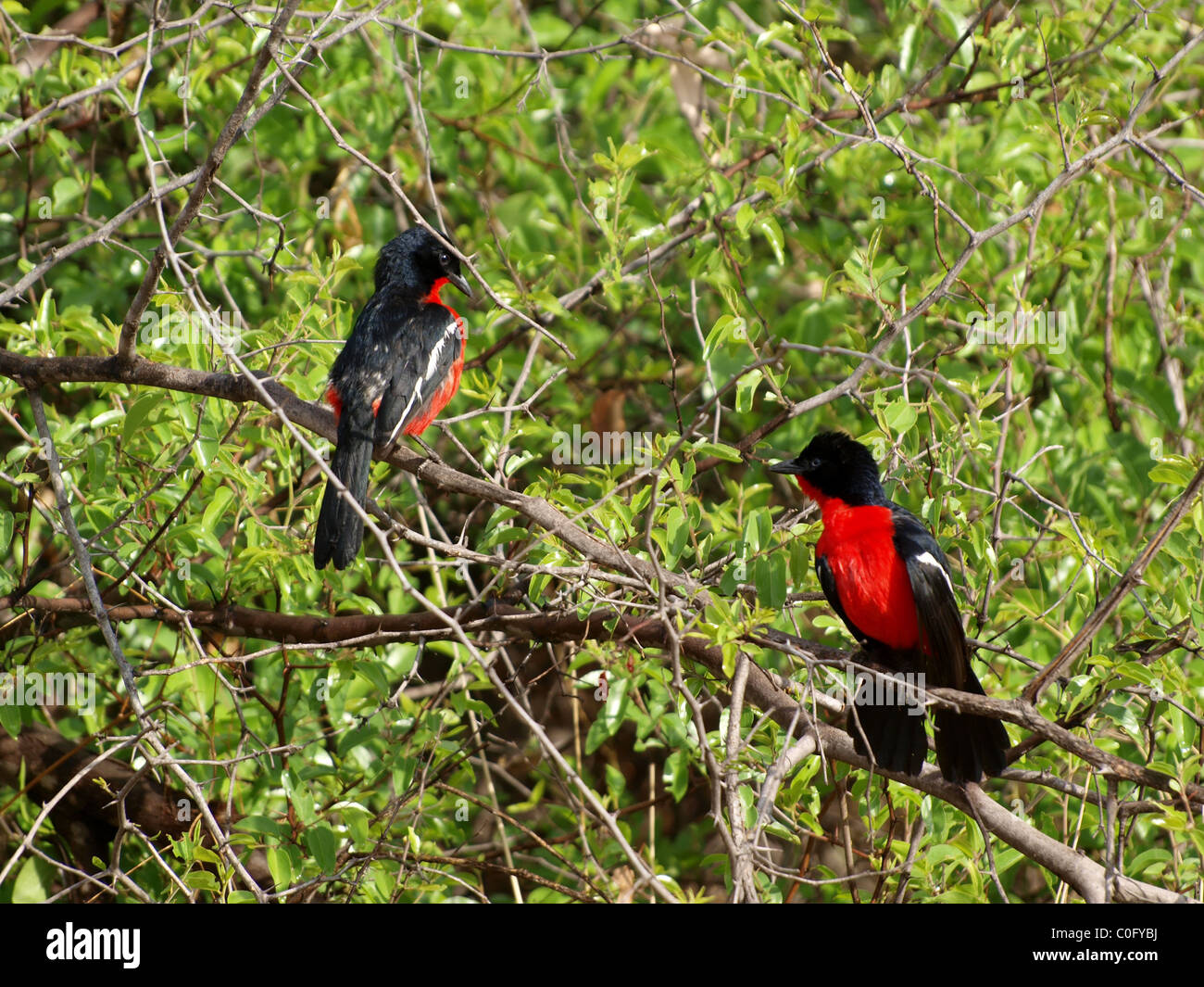 Crimsonbreasted migratrice Banque D'Images