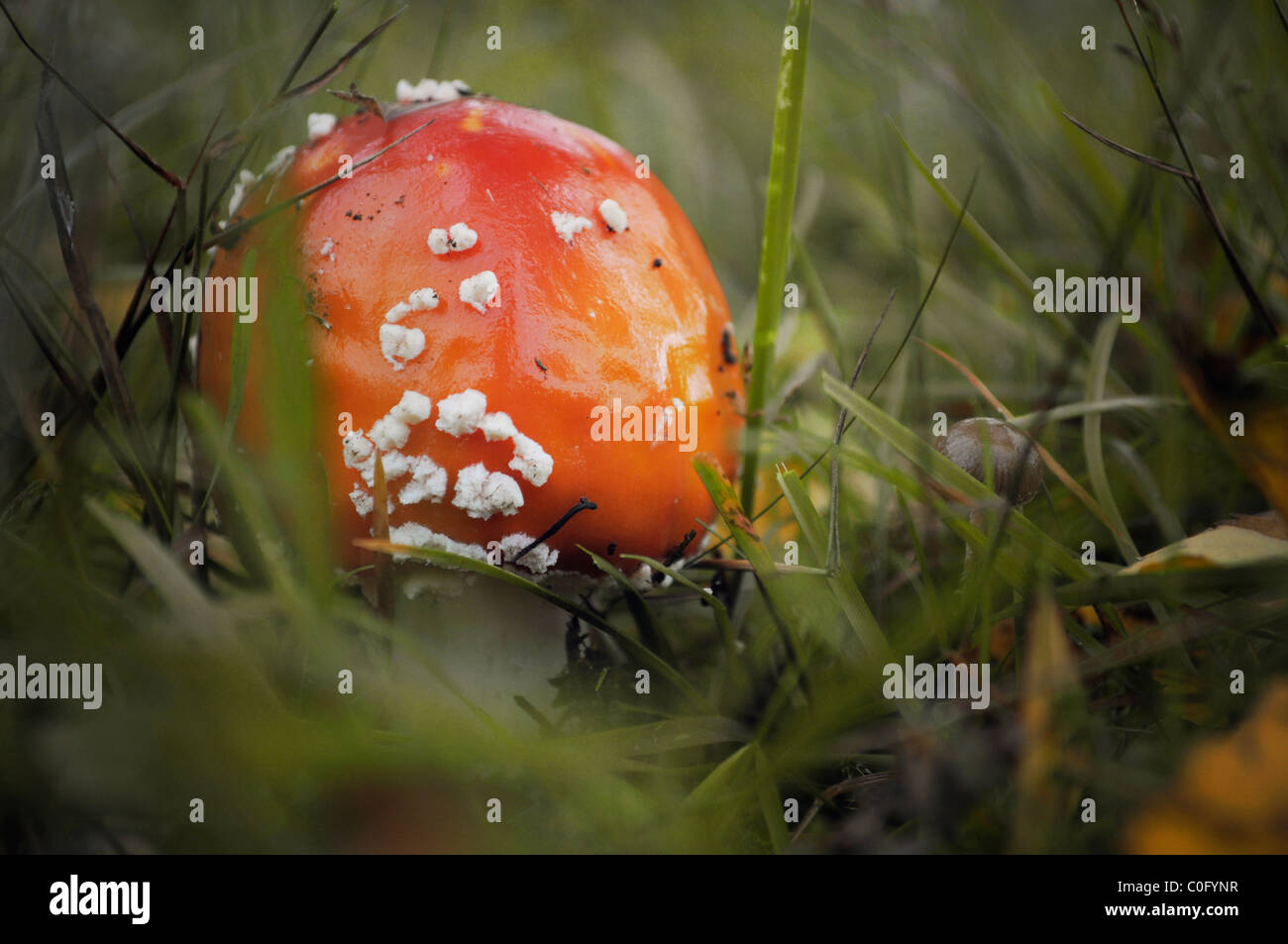 Se cacher de champignons dans l'herbe Banque D'Images